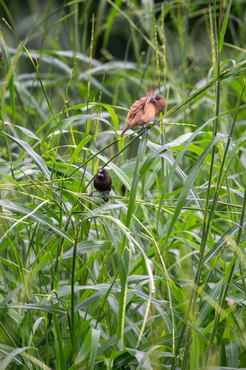 White-bellied Munia - ML637399057