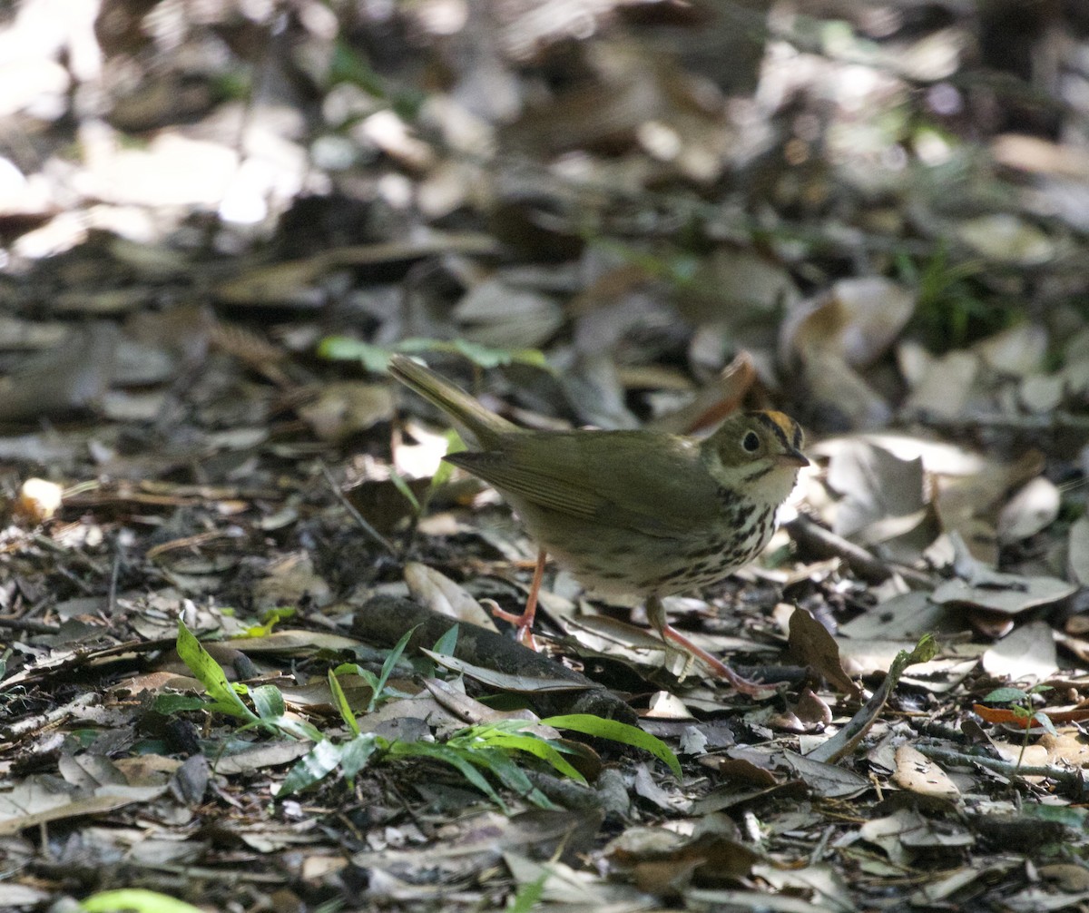Ovenbird - ML637399059
