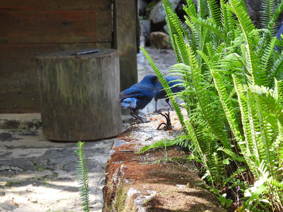 Unicolored Jay - ML637399087