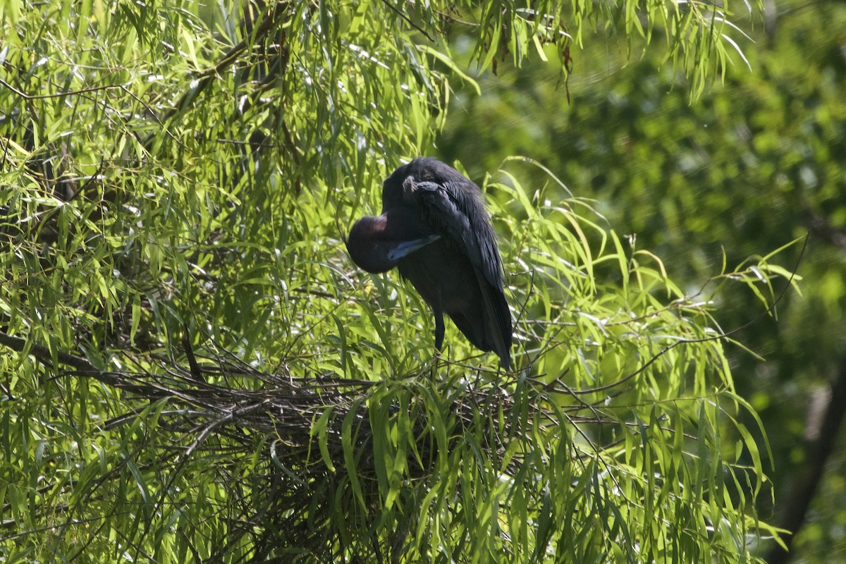 Little Blue Heron - ML637399098