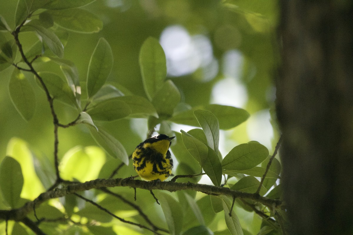 Magnolia Warbler - ML637399121