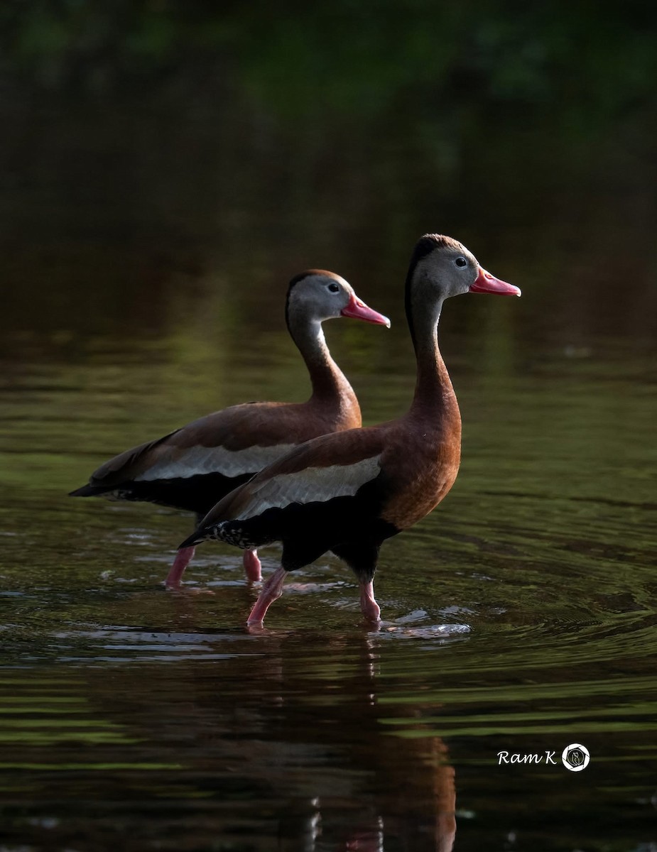 Black-bellied Whistling-Duck - ML637399133