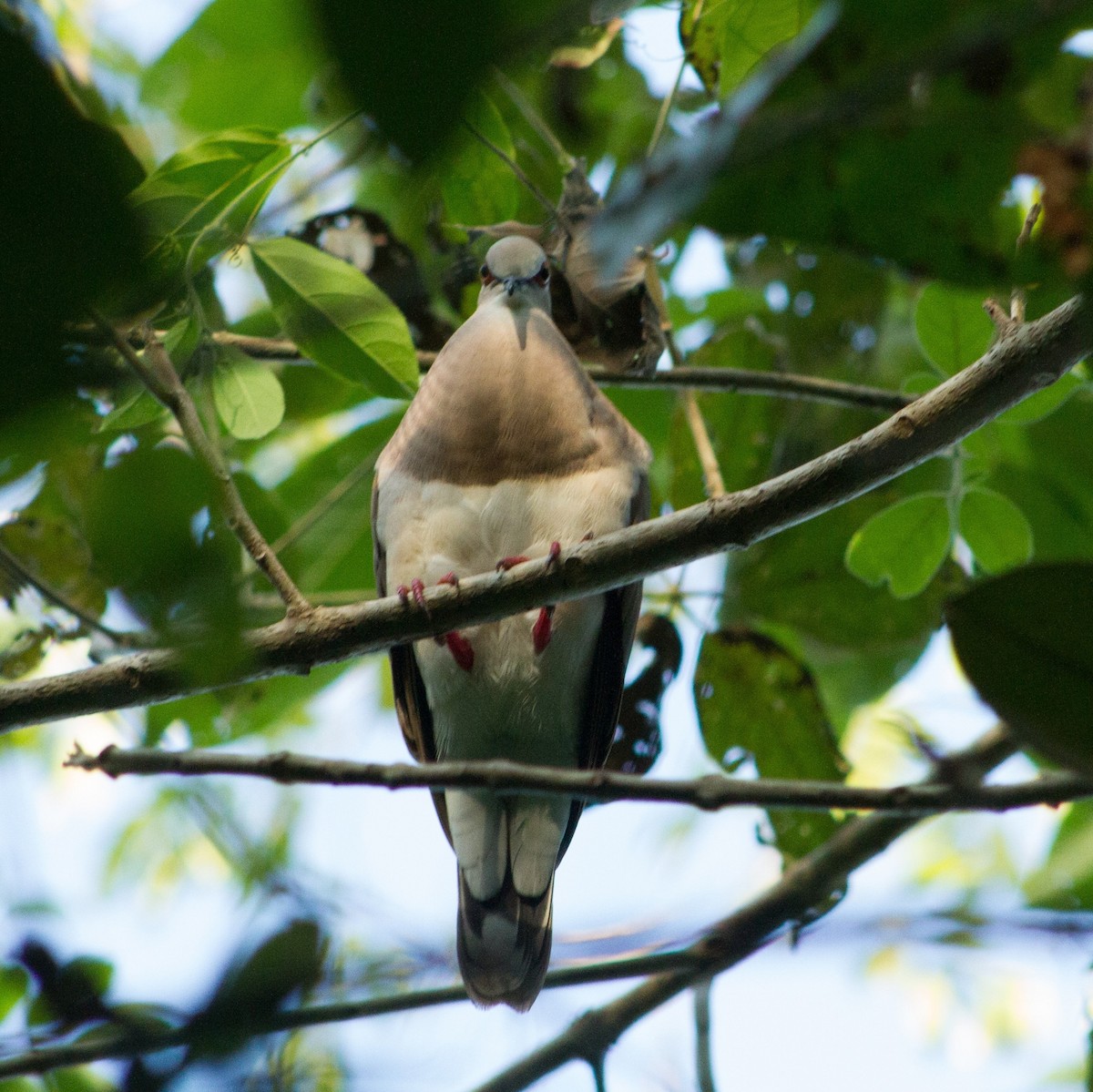Caribbean Dove - ML637399134