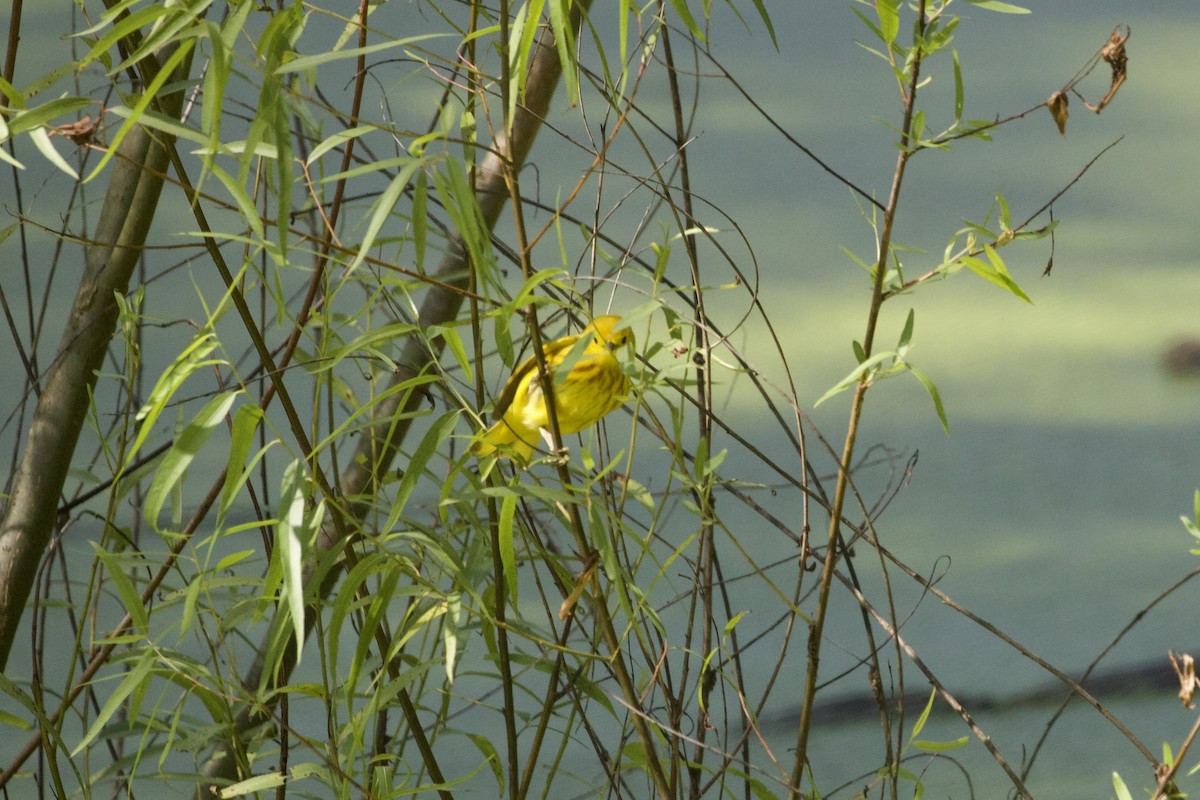 Northern Yellow Warbler - ML637399161