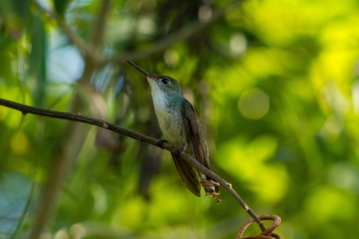 White-bellied Emerald - ML637399166