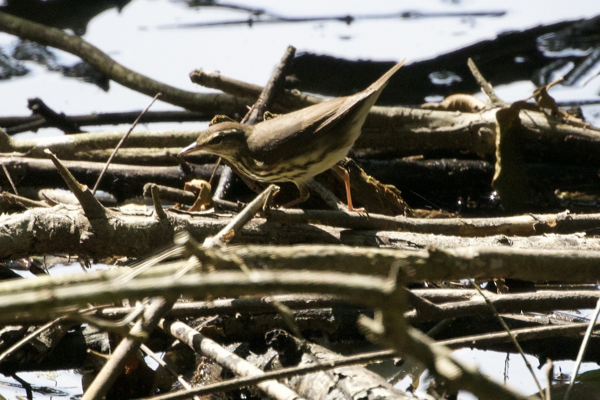 Northern Waterthrush - ML637399176