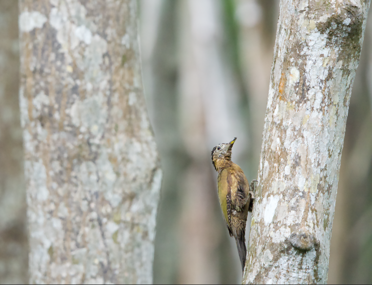 Laced Woodpecker - ML637399224