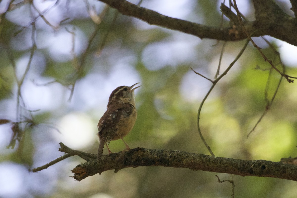 Carolina Wren - ML637399271