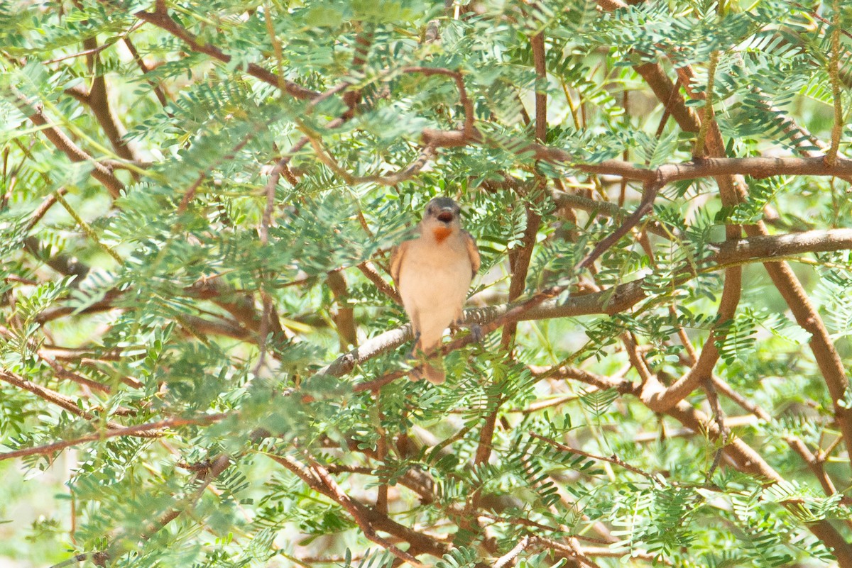 Rufous-throated Honeyeater - ML637399283