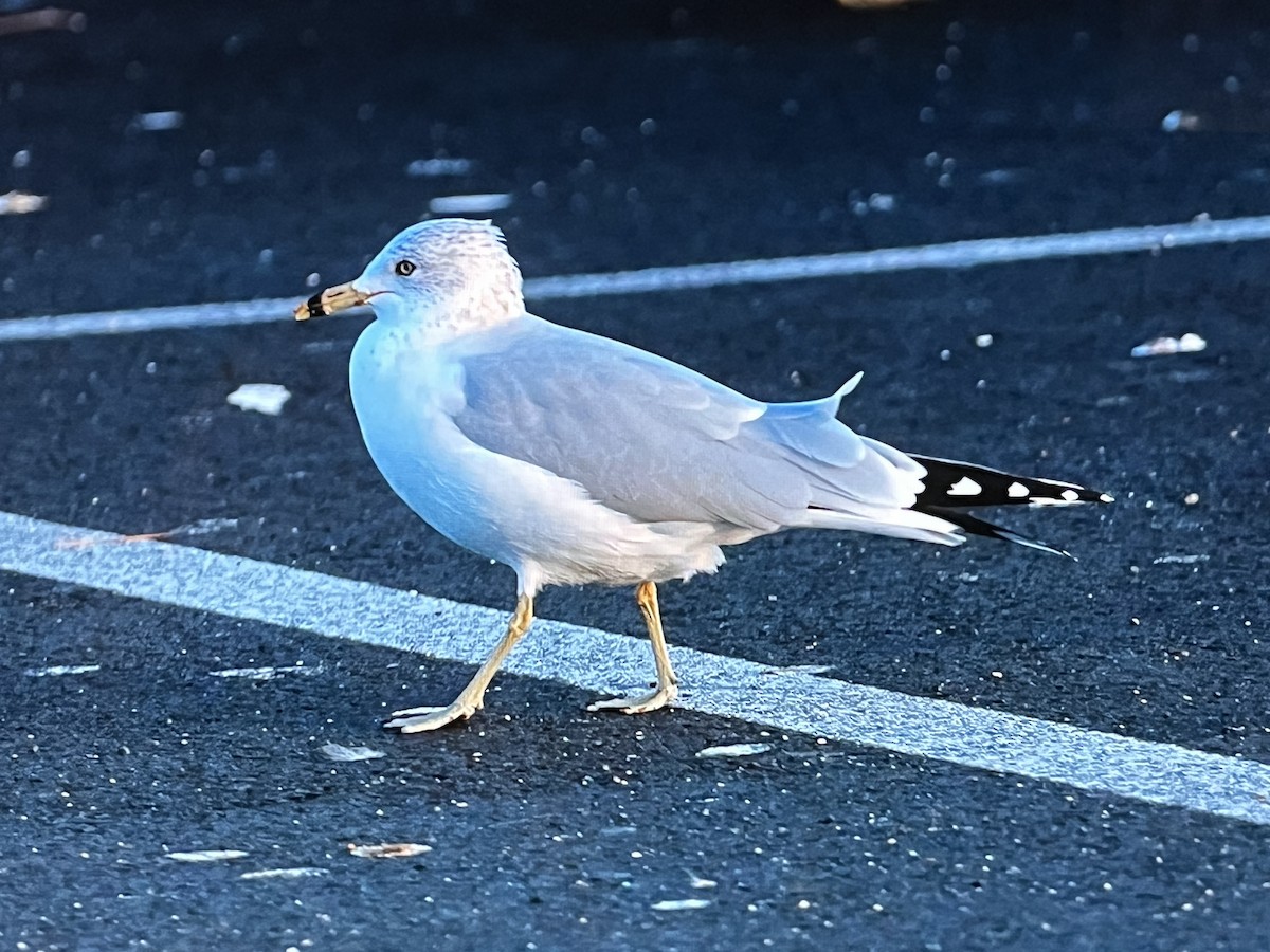 ringnebbmåke - ML637399289