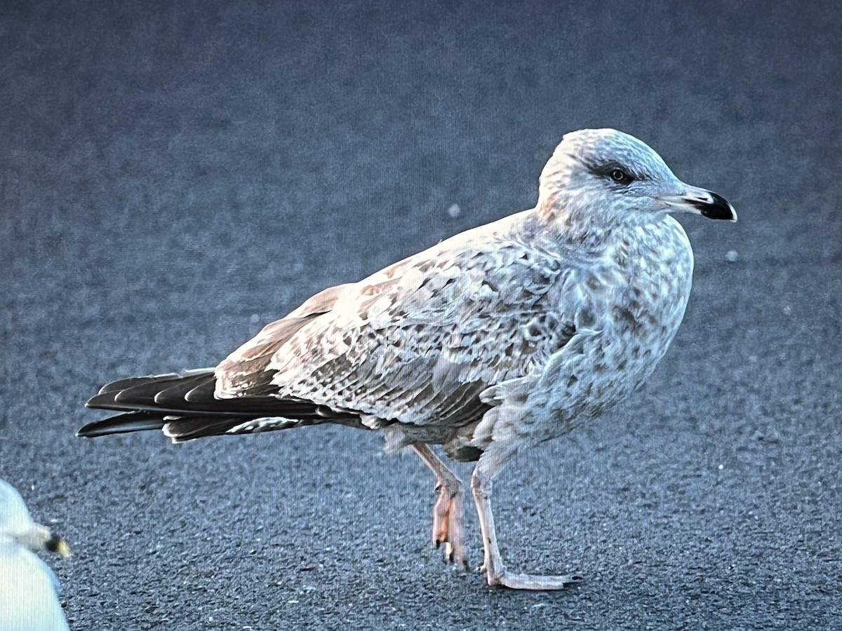 ub. måke (Larinae sp.) - ML637399370