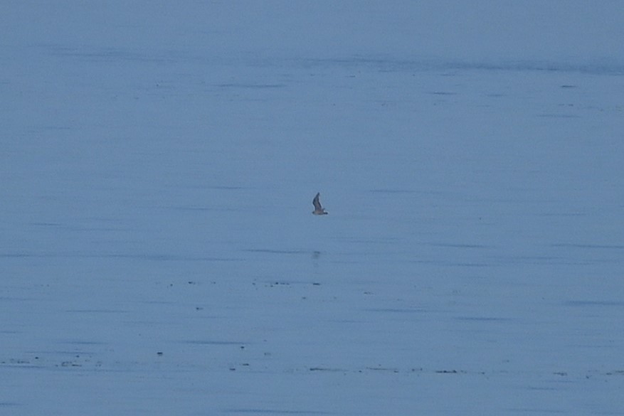 Heermann's Gull - ML637399378
