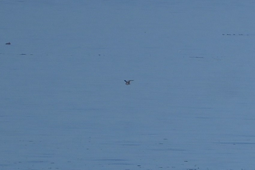 Heermann's Gull - ML637399387