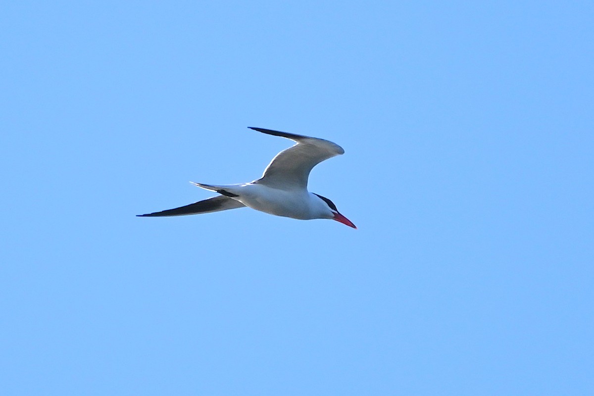 裏海燕鷗 - ML637399400