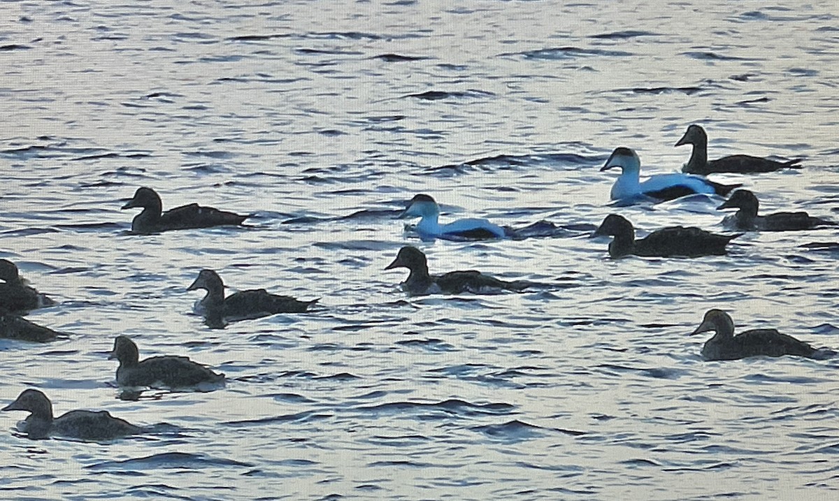 ærfugl - ML637399476