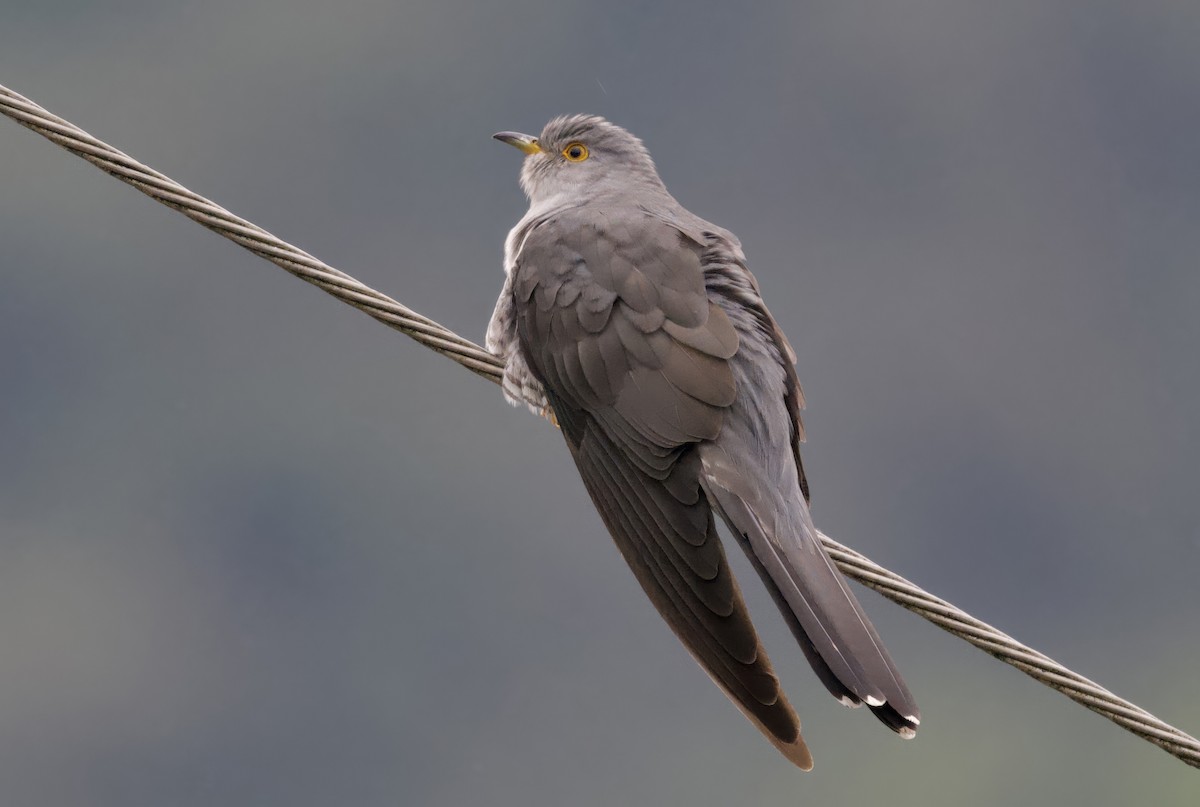 Himalayan Cuckoo - ML637399477