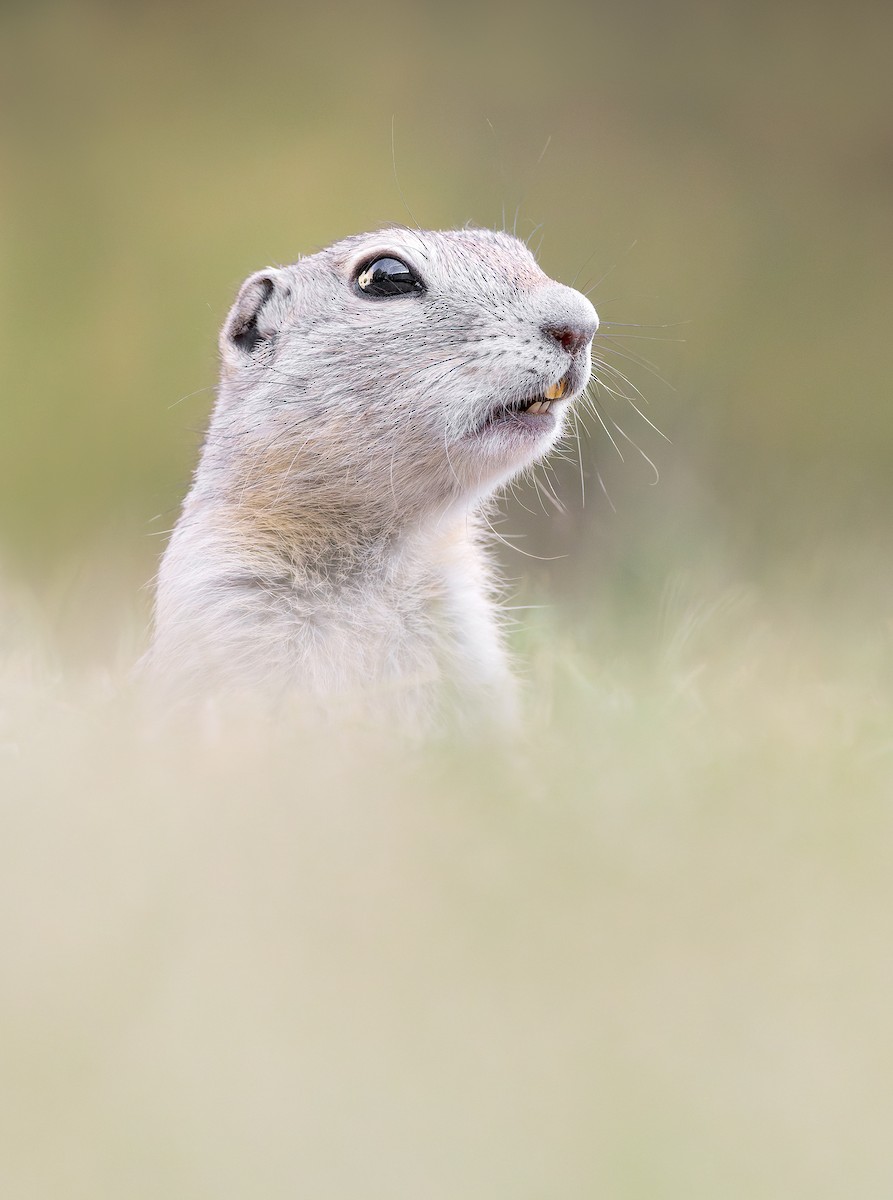 Richardson's Ground Squirrel - ML637399560