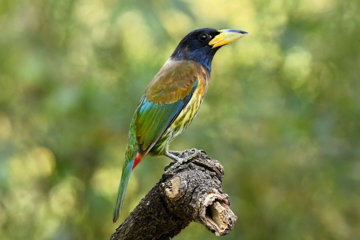 barbet velký - ML637399627