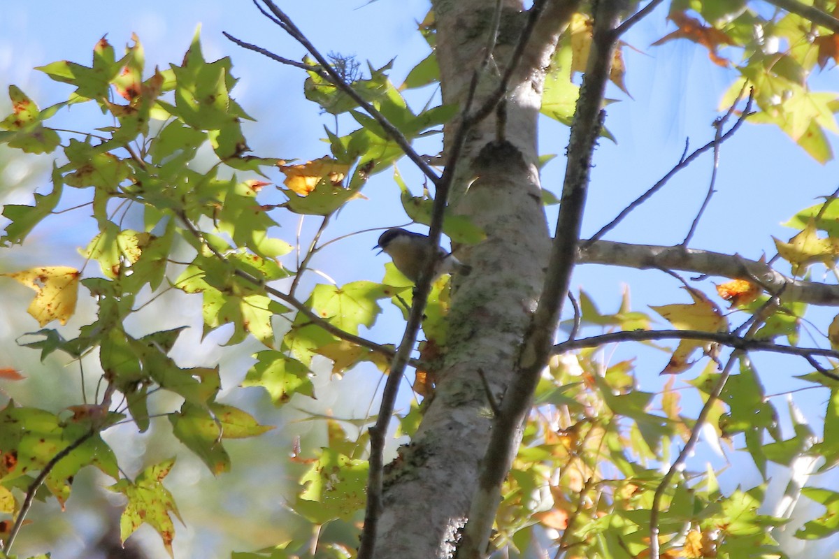 Brown-headed Nuthatch - ML637399723