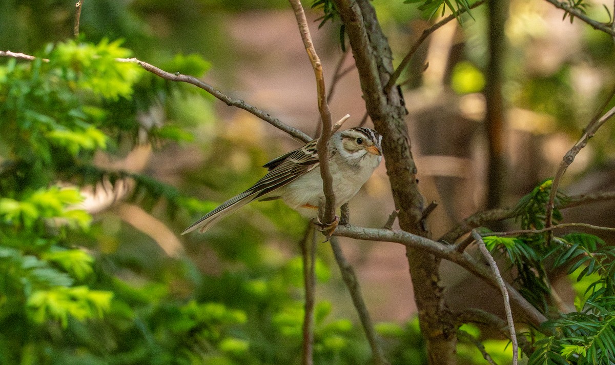 Clay-colored Sparrow - ML637399739