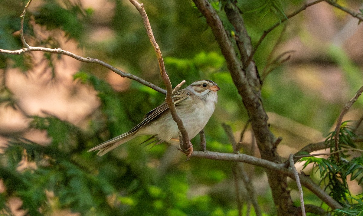 Clay-colored Sparrow - ML637399742