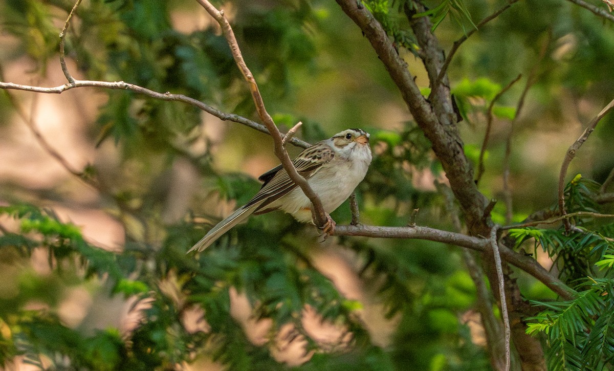 Clay-colored Sparrow - ML637399811