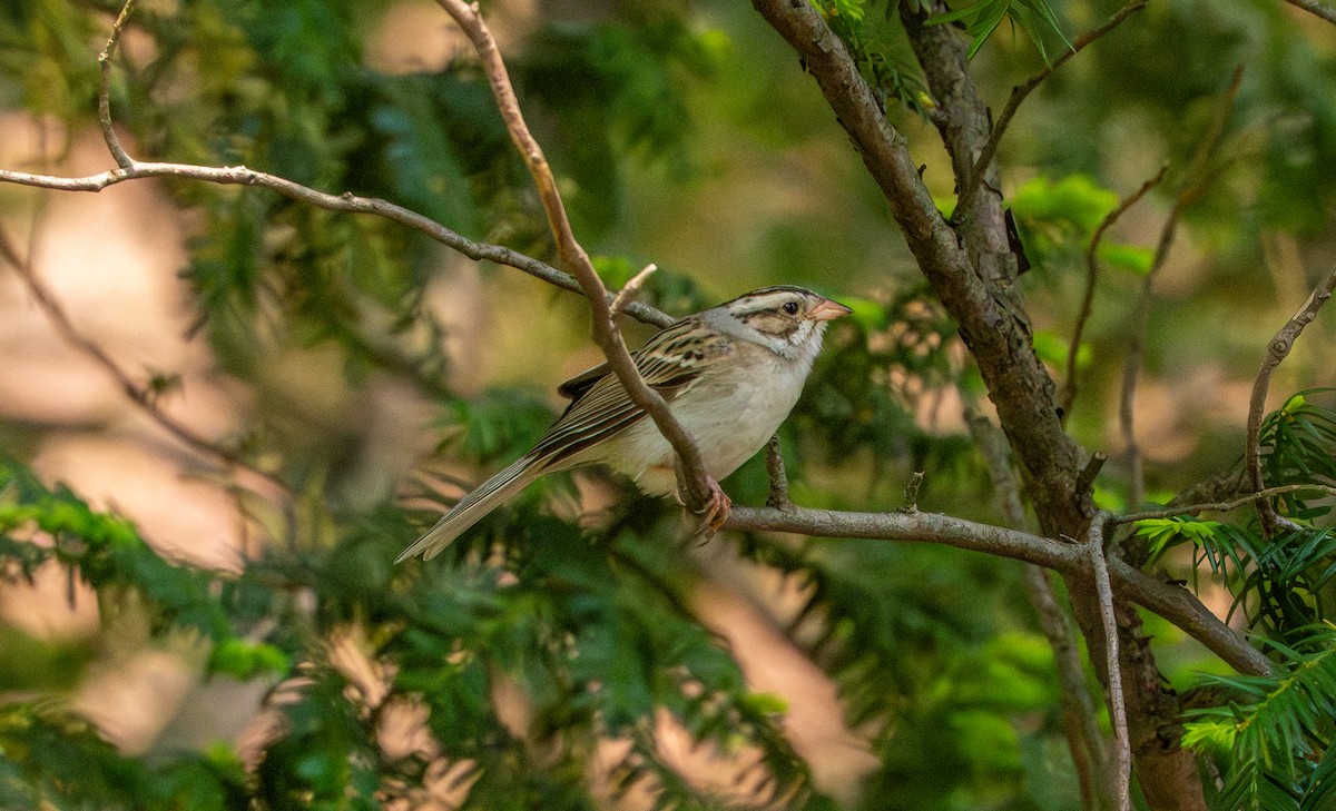 Clay-colored Sparrow - ML637399822
