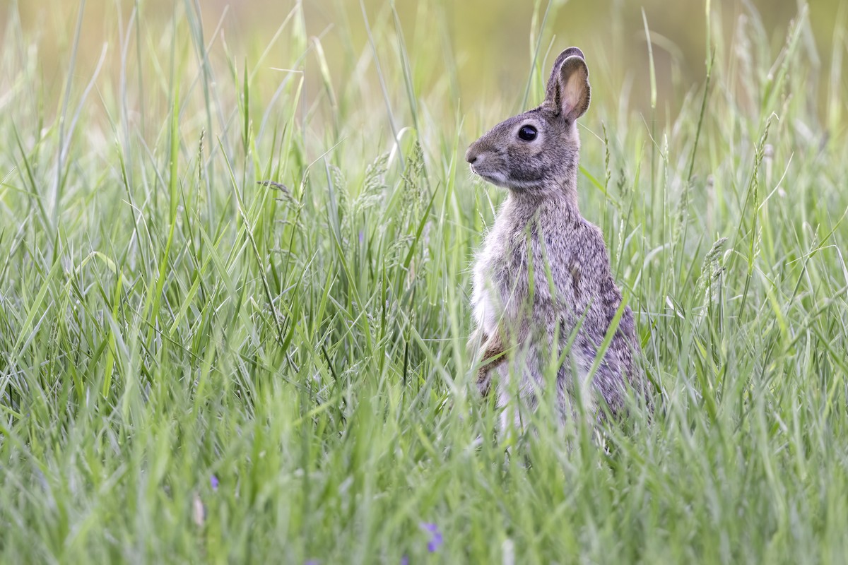 Eastern Cottontail - ML637399854