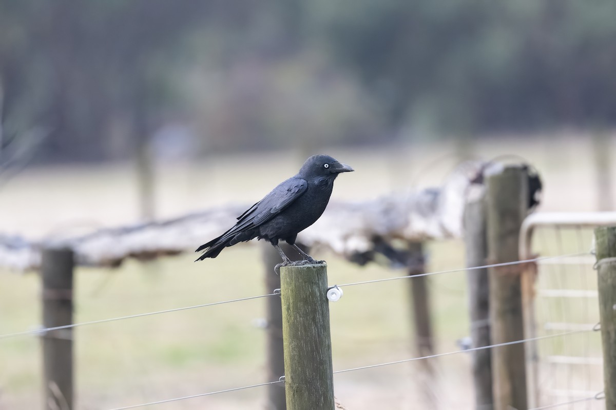 Forest Raven - ML637399921