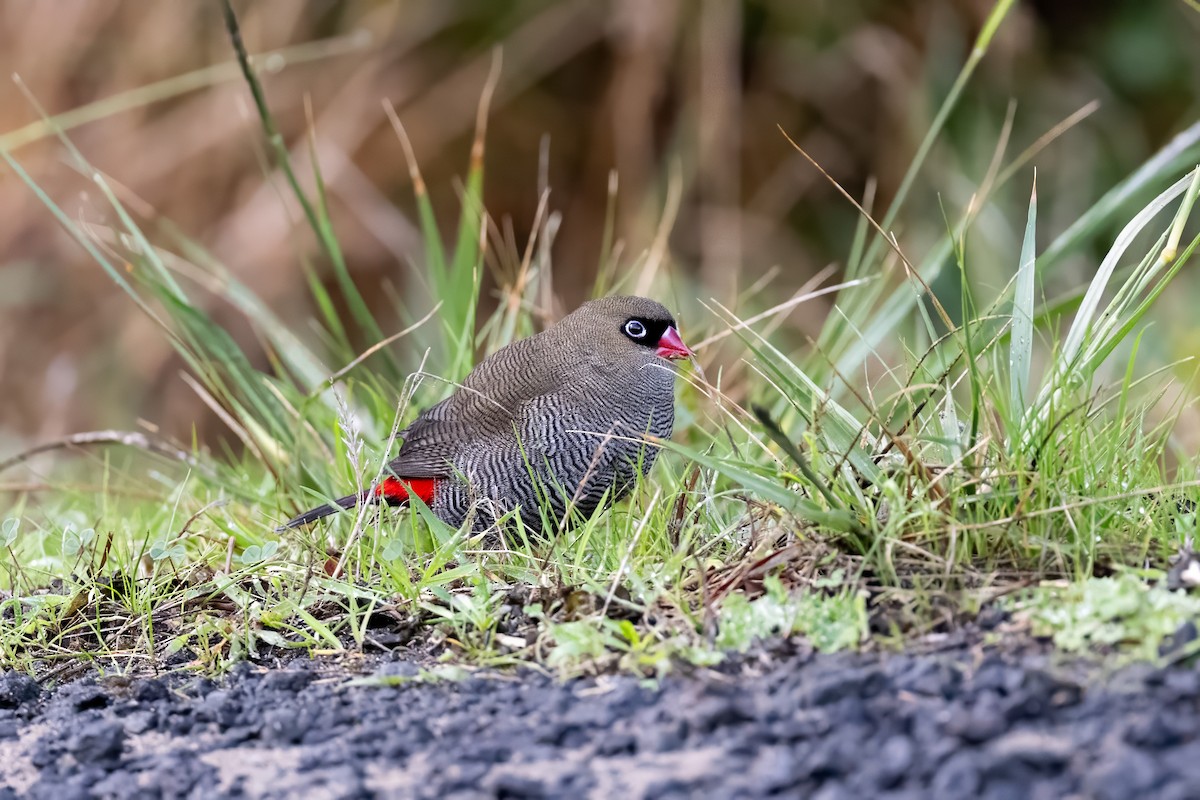 Beautiful Firetail - ML637399966