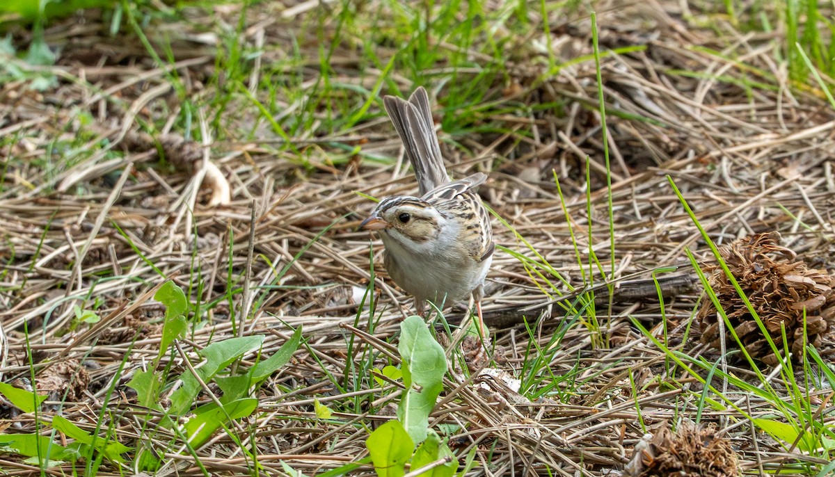 Clay-colored Sparrow - ML637399967
