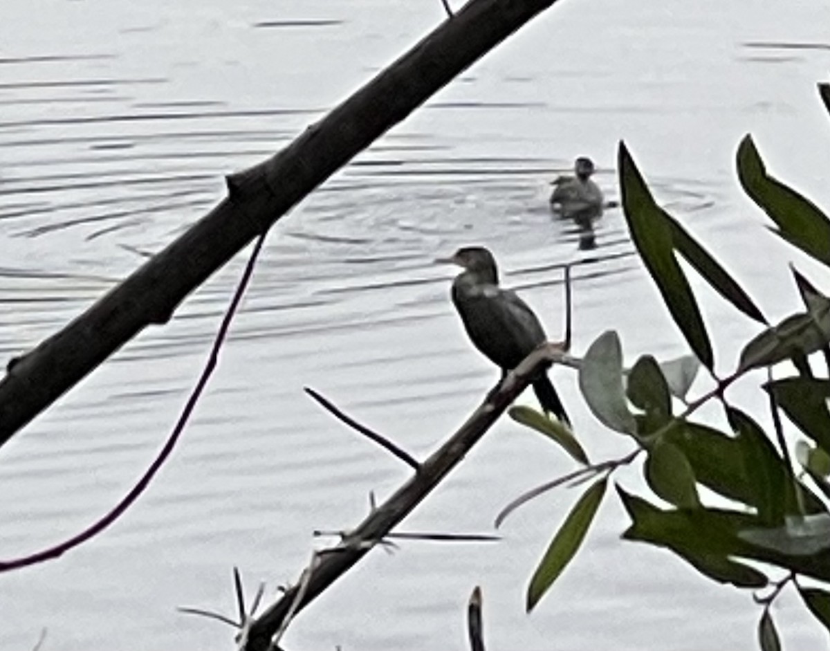 Neotropic Cormorant - ML637399970