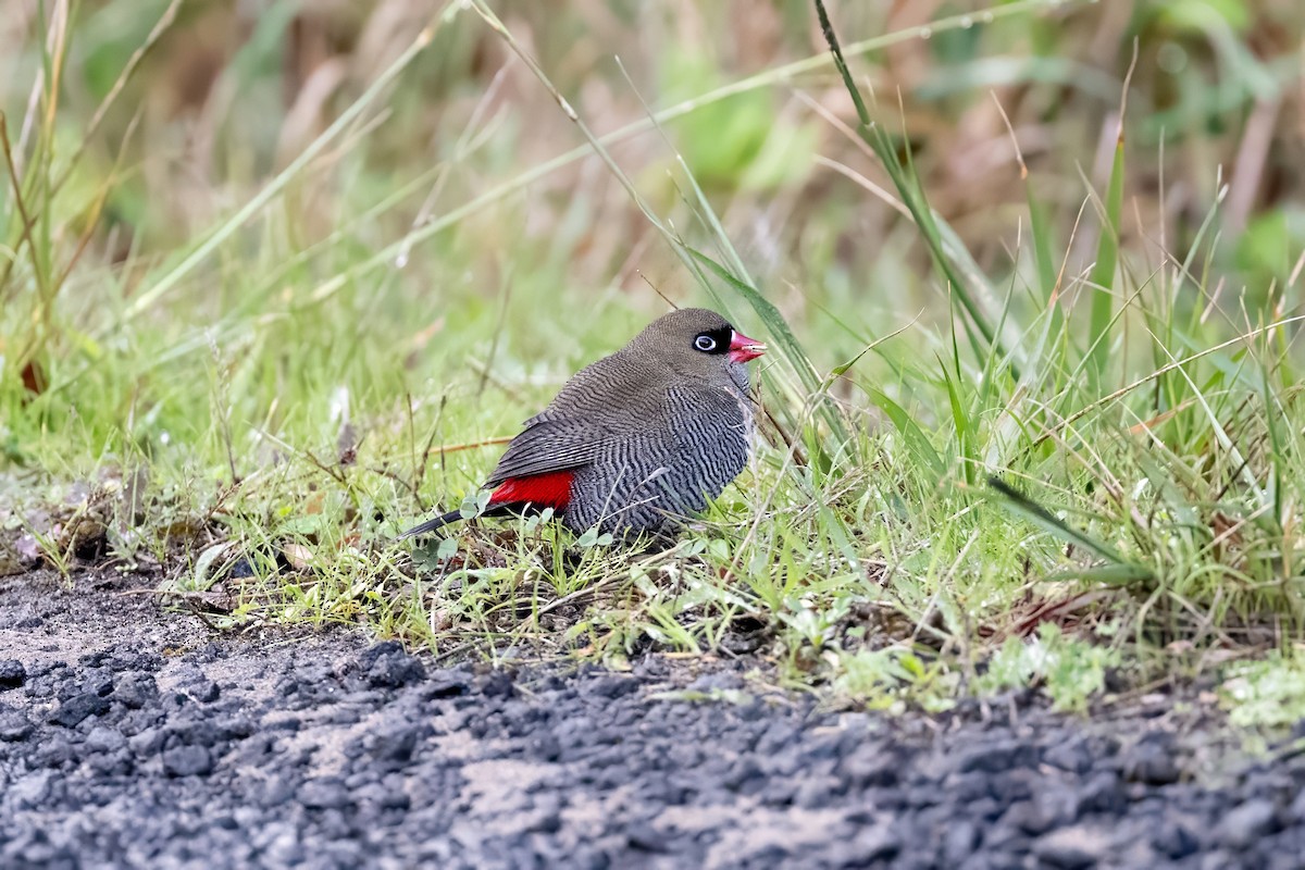 Beautiful Firetail - ML637399979