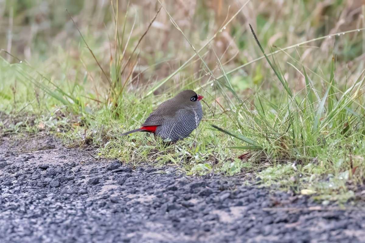 Beautiful Firetail - ML637399988