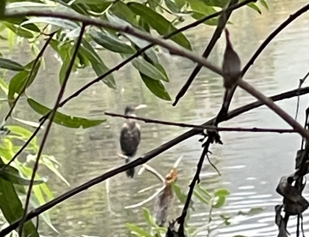 Neotropic Cormorant - ML637400061