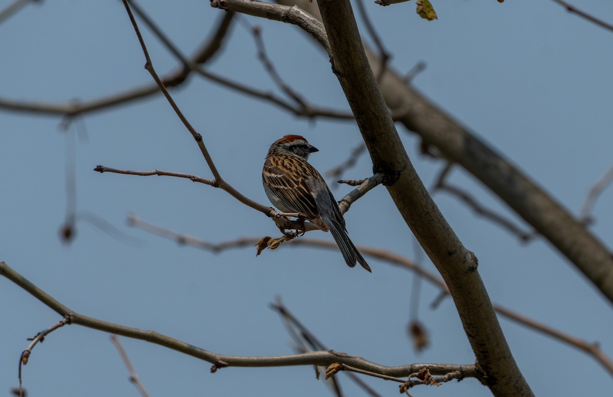 Chipping Sparrow - ML637400132