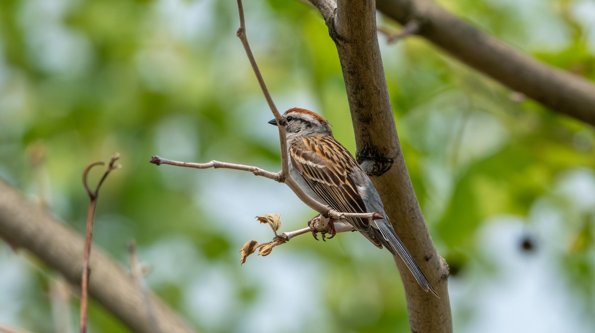 Chipping Sparrow - ML637400144