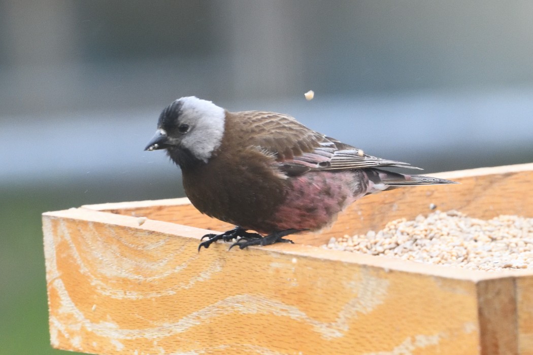 Gray-crowned Rosy-Finch - ML637400146