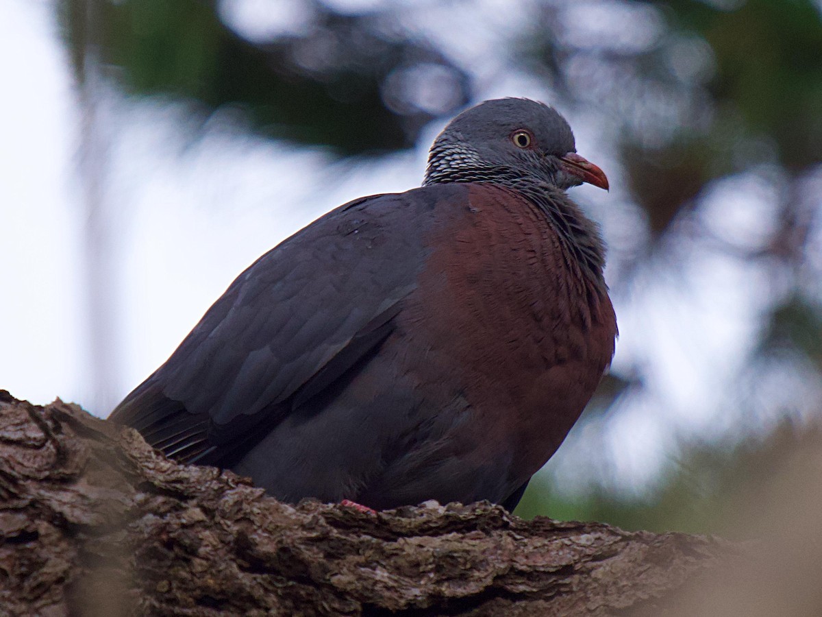 Trocaz Pigeon - ML637400346