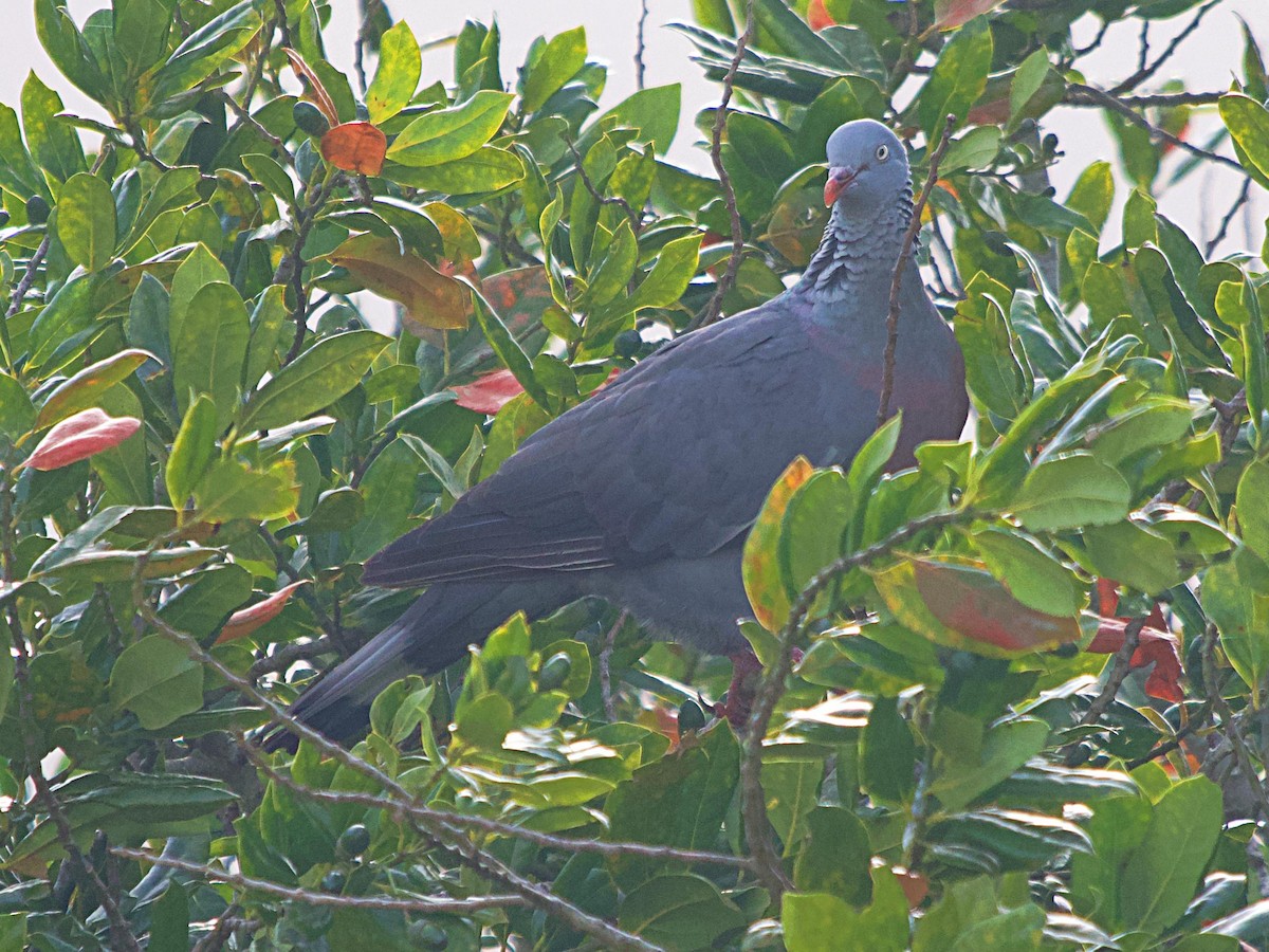 Trocaz Pigeon - ML637400347