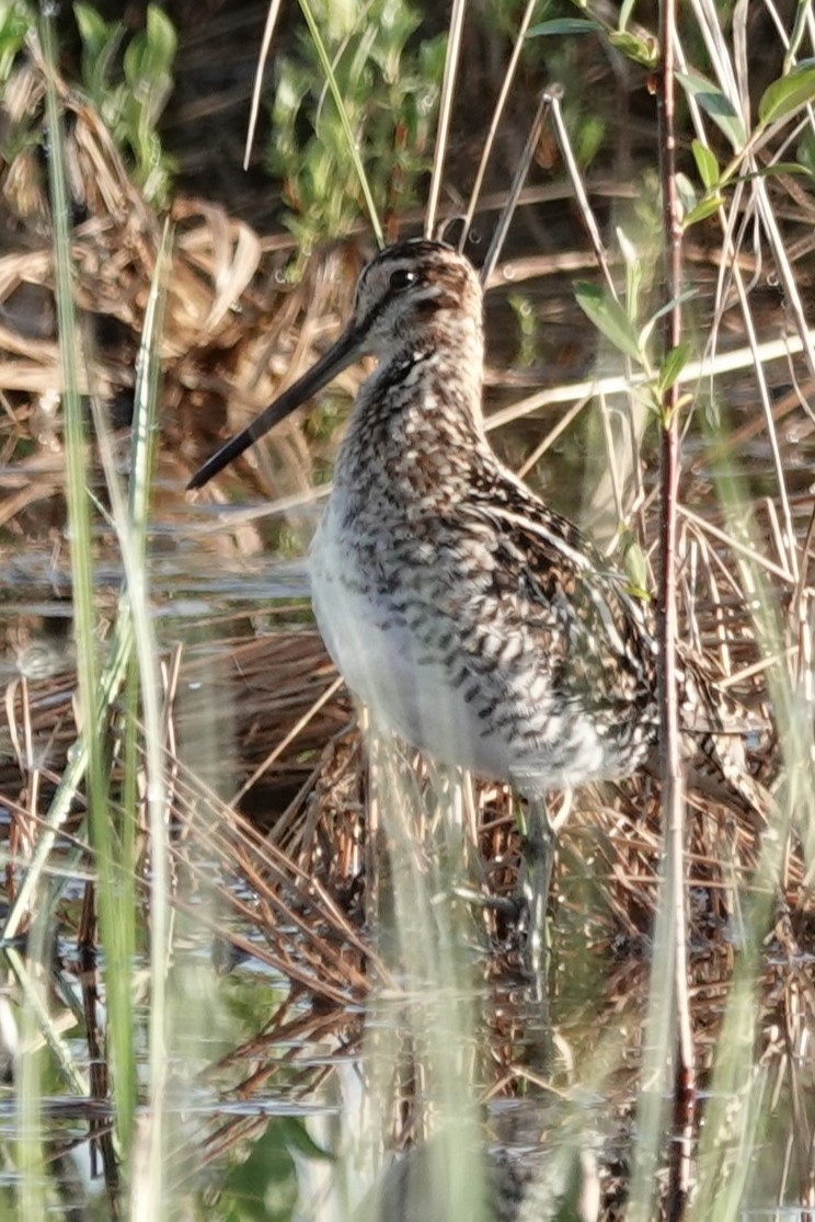 Wilson's Snipe - ML637400500