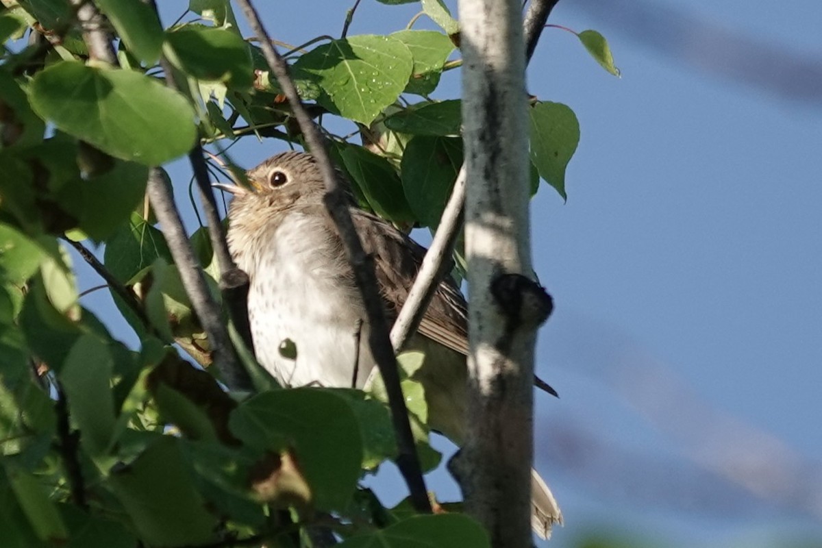 Swainson's Thrush - ML637400517