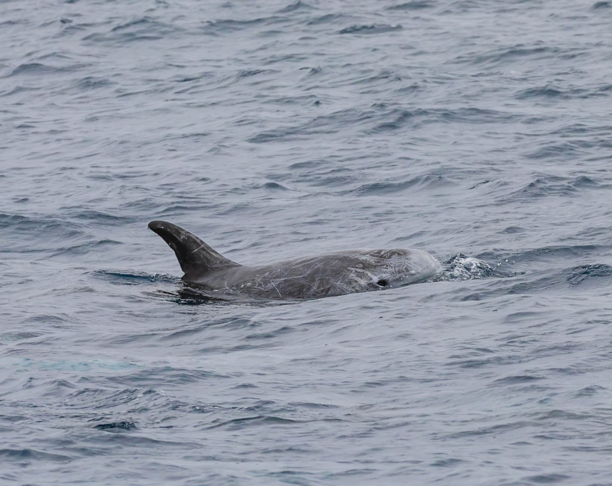 Risso's Dolphin - ML637400548