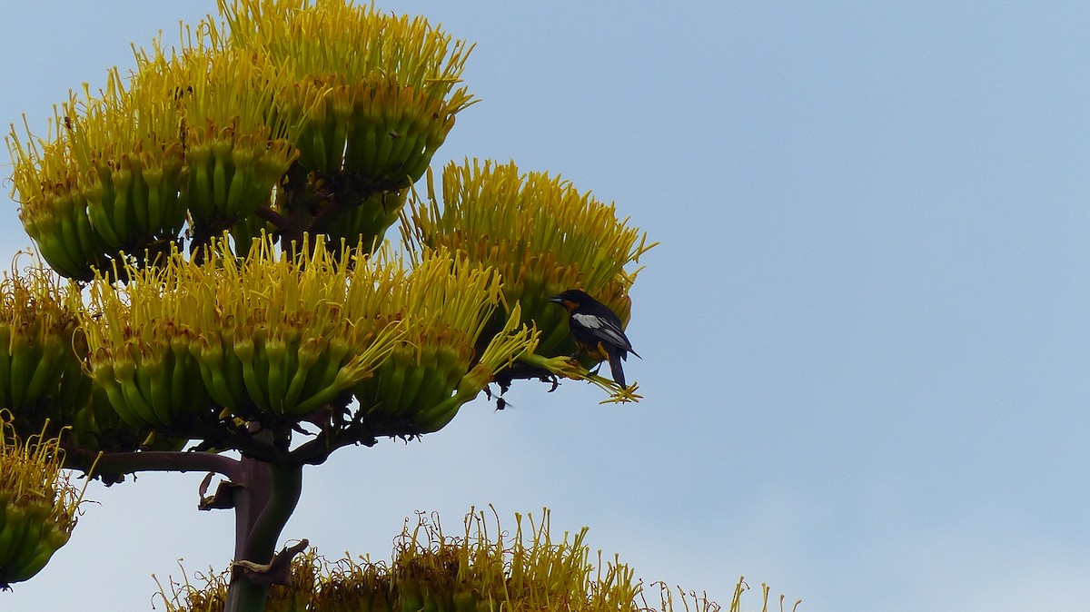 Black-backed Oriole - ML637400570