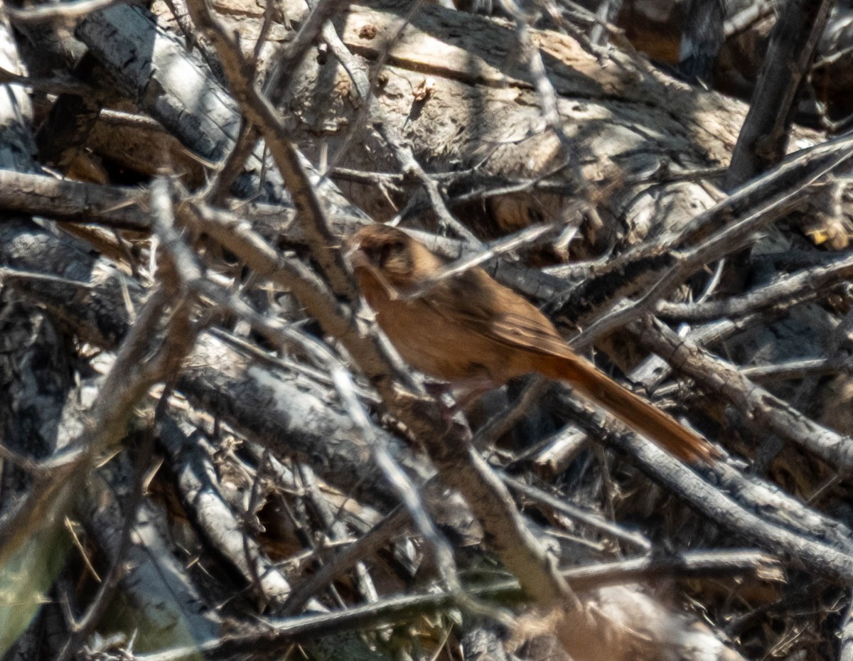 Abert's Towhee - ML637400579