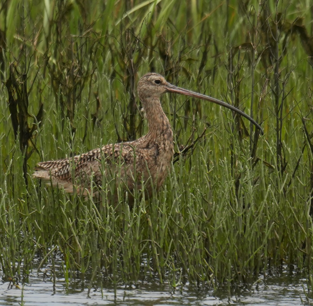 Long-billed Curlew - ML637400592