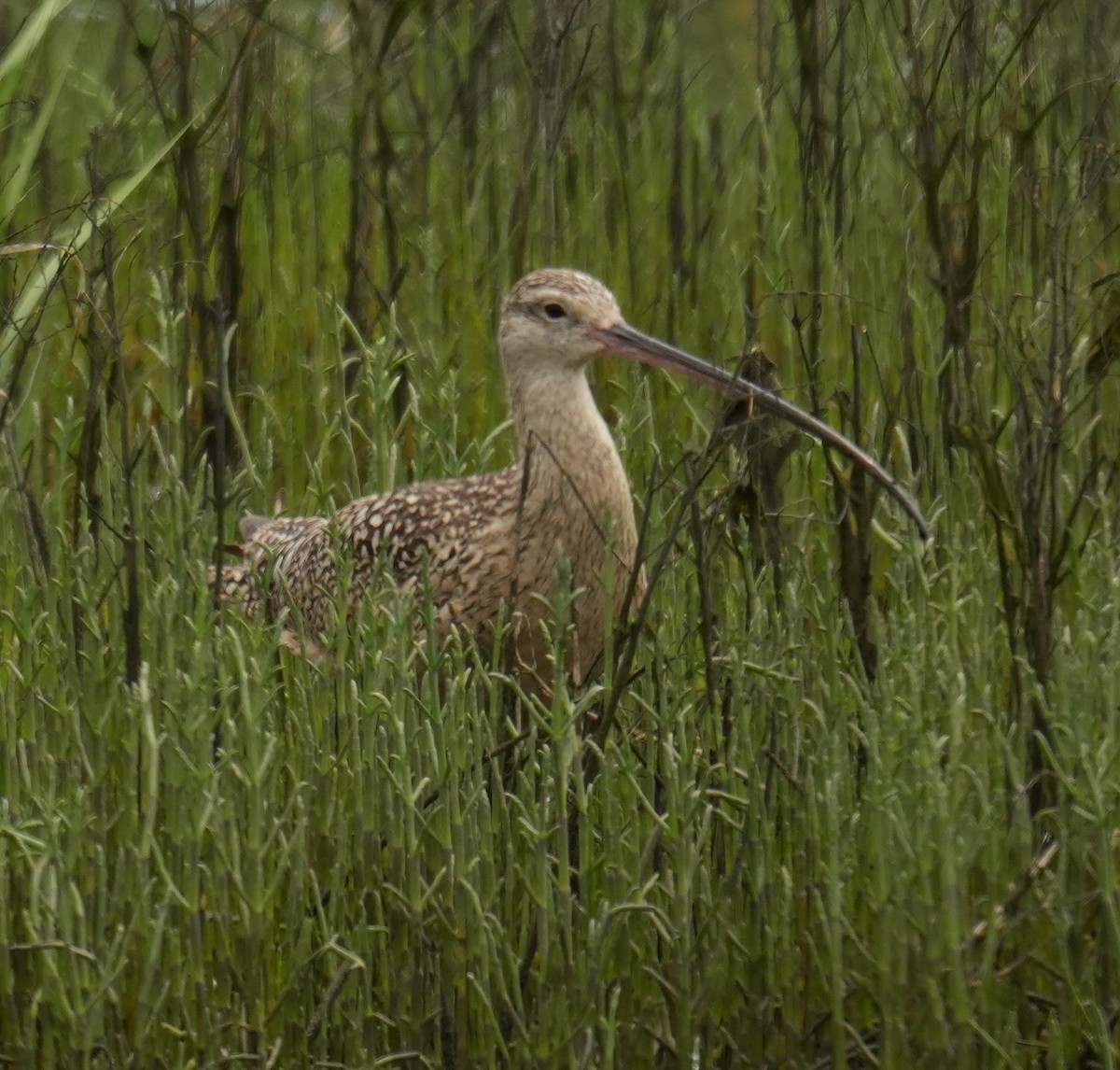Long-billed Curlew - ML637400597