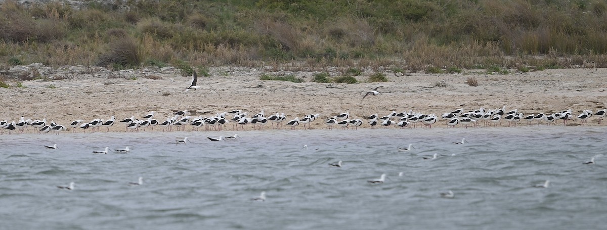 Banded Stilt - ML637400624