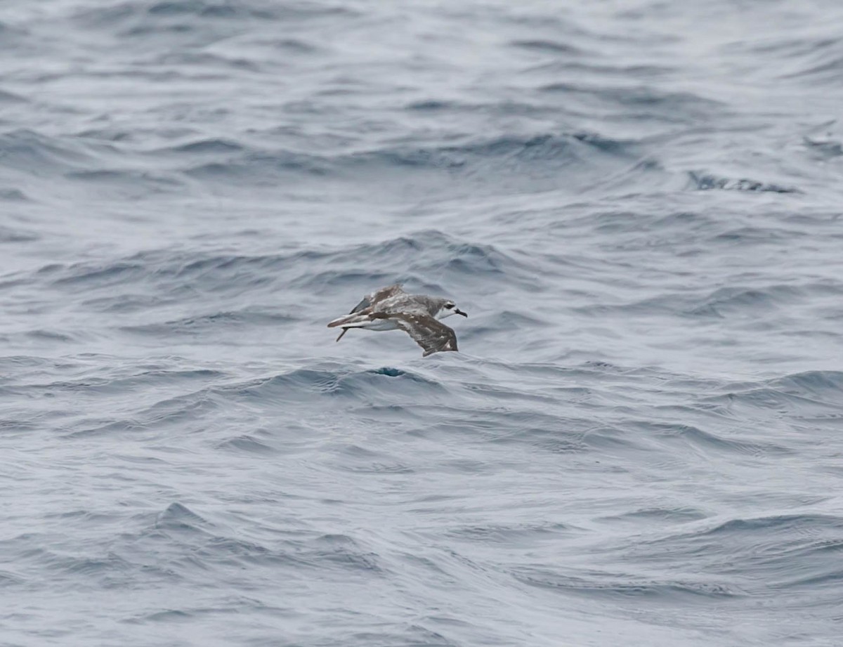 Cook's Petrel - ML637400638