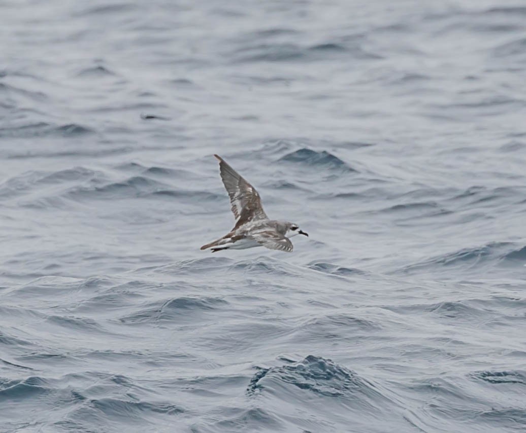 Cook's Petrel - ML637400639